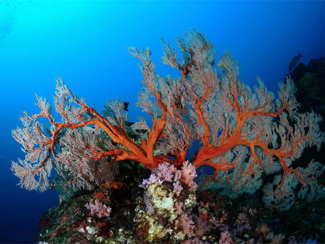 ③深海捕捞风险高红珊瑚生长在海底绝壁峭岩上,采集起来十分困难,出海