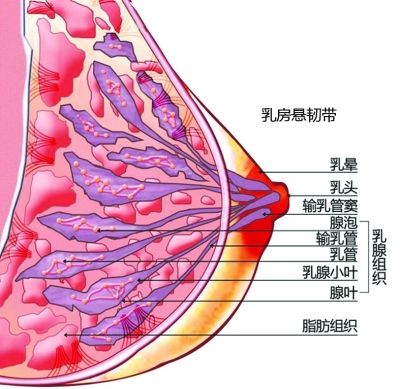 乳腺增生解剖图图片
