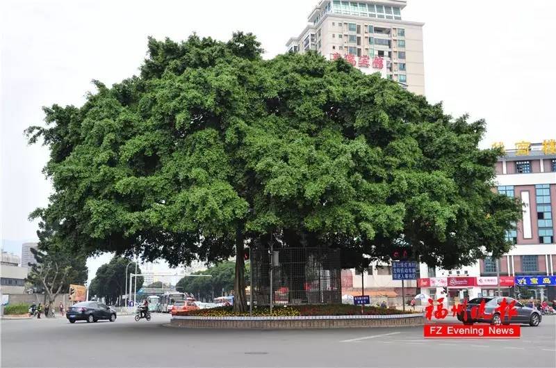 榕树资料(榕树特点简单介绍)