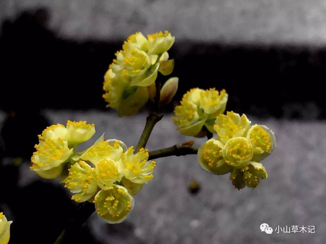 山鸡椒开花图片图片