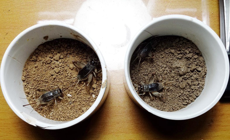 网上最靠谱的新派蟋蟀饲养技术贴