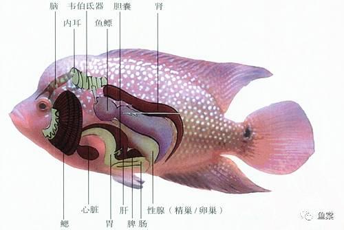 罗非鱼的结构图图片