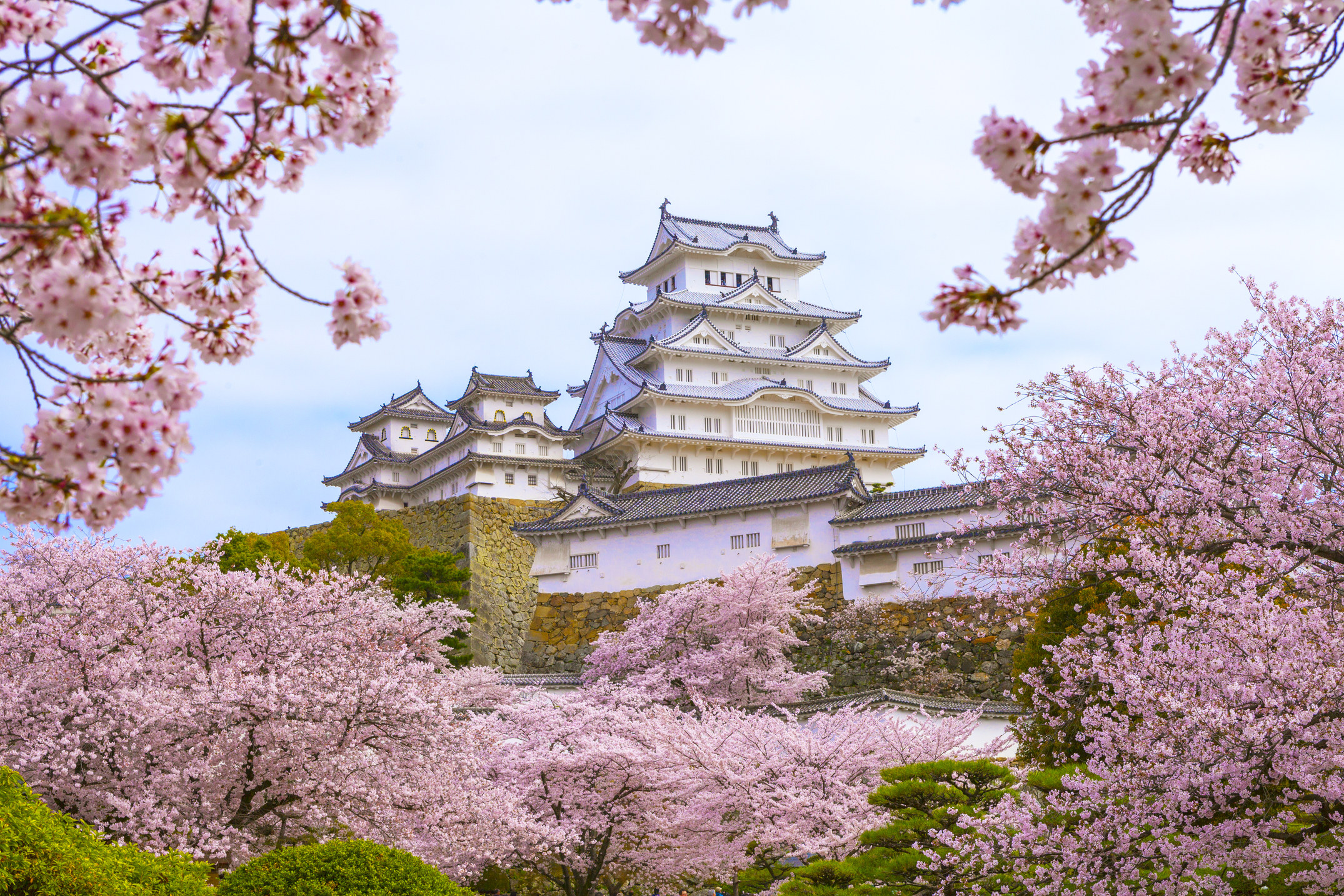 日本最美的地方樱花图片