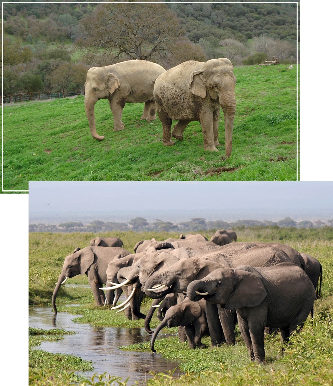 第三,圈养环境下,大象不能生活在自然的社群结构中,甚至是被单独饲养