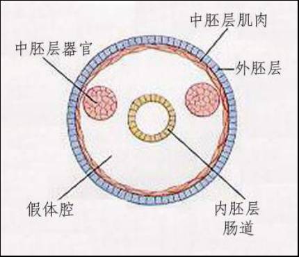 三胚层模式图图片