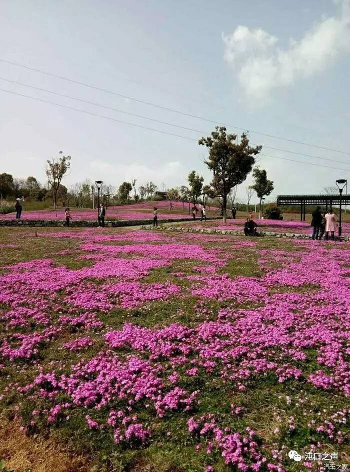 龙灵山生态公园的芝樱花盛开 清明假期将是最佳观赏期