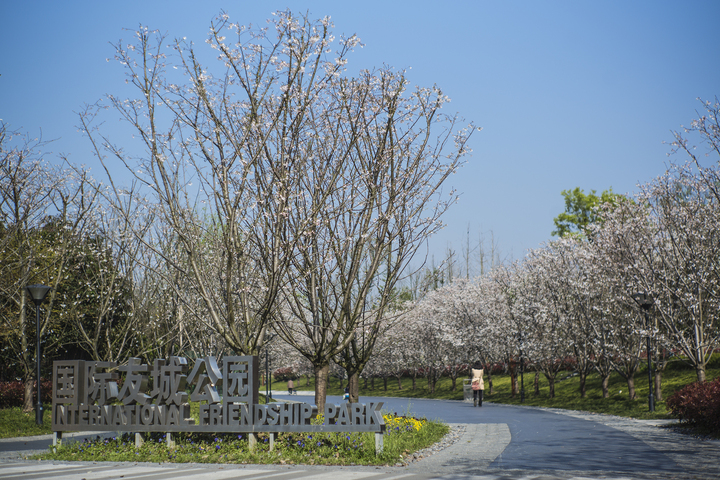 樱花公园金华图片