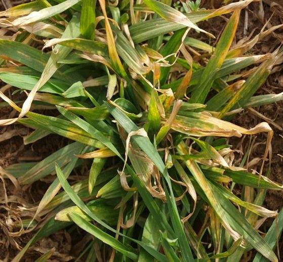 影响小麦病毒病发生程度的气象因素主要是温度和湿度,对于小麦黄花叶