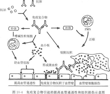 慢性肾衰竭发病机制图片