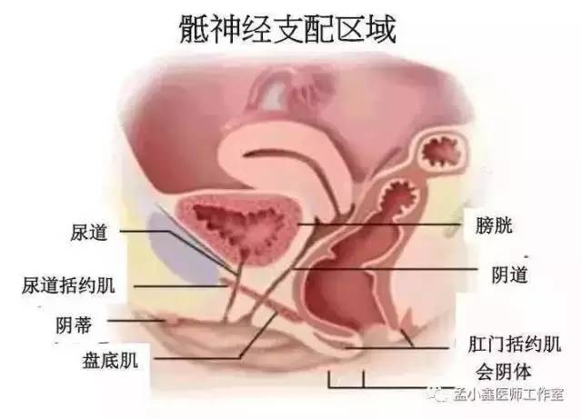 膀胱在子宫哪个位置图图片