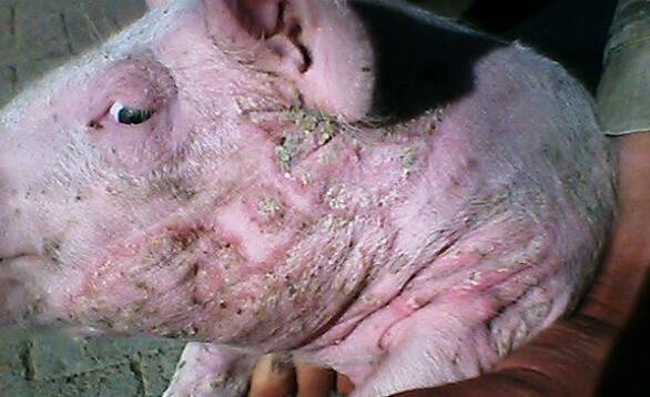 荷兰猪常见皮肤病图片图片