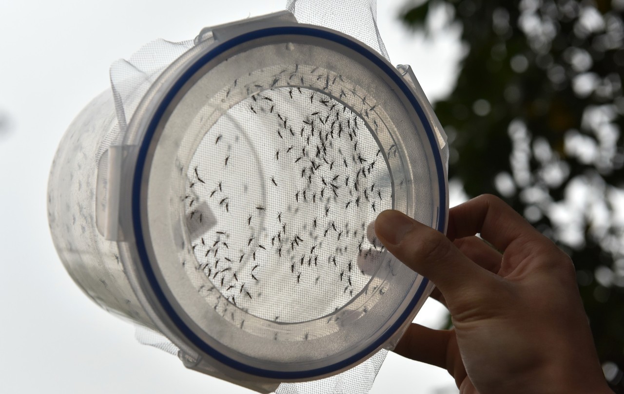 蚊子卵恐怖图片图片