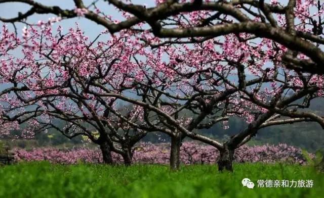 十里桃花相邀桃源黄石桃花谷