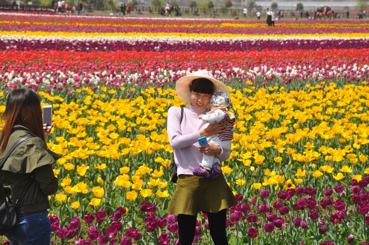 枫林花海赏花踏青许你一场春暖花开