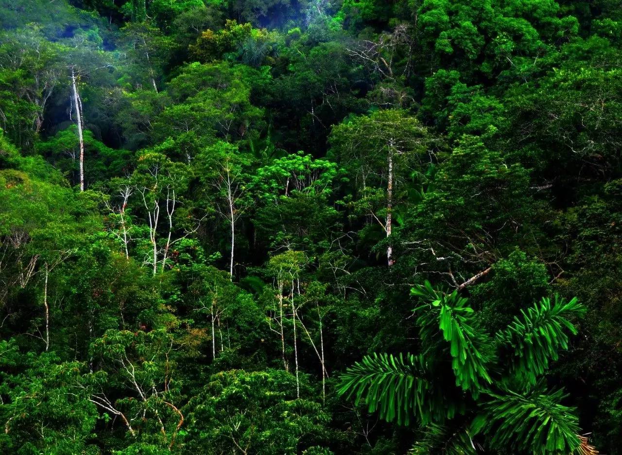 热带季雨林植被特点图片