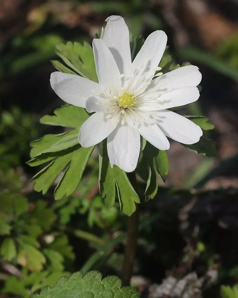 what?多被银莲花,其实,完全没有花瓣?