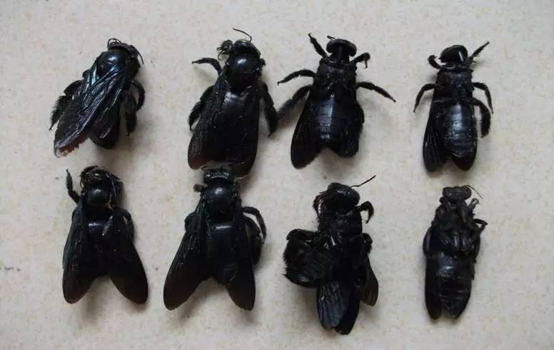 黑色体形巨大的蜜蜂图片
