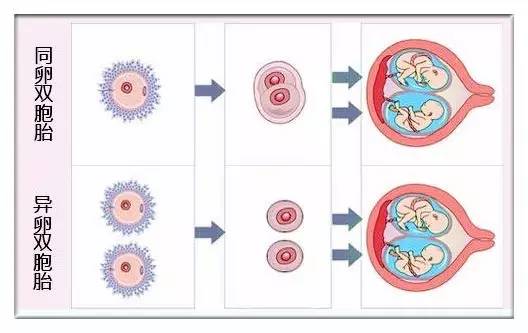 卵分裂成为两个胚胎而成的,基因相似度由于出自同一个受精卵,因此性别
