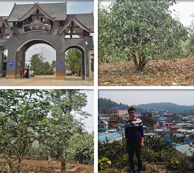 2017普洱春茶茶園實地播報五——布朗山