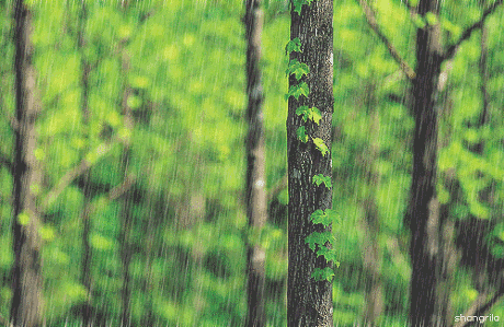 竹林动态壁纸 高清版图片