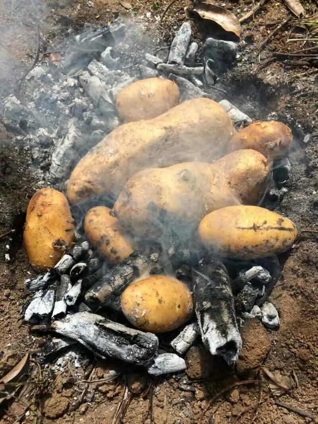 农村烤土豆真实图片图片