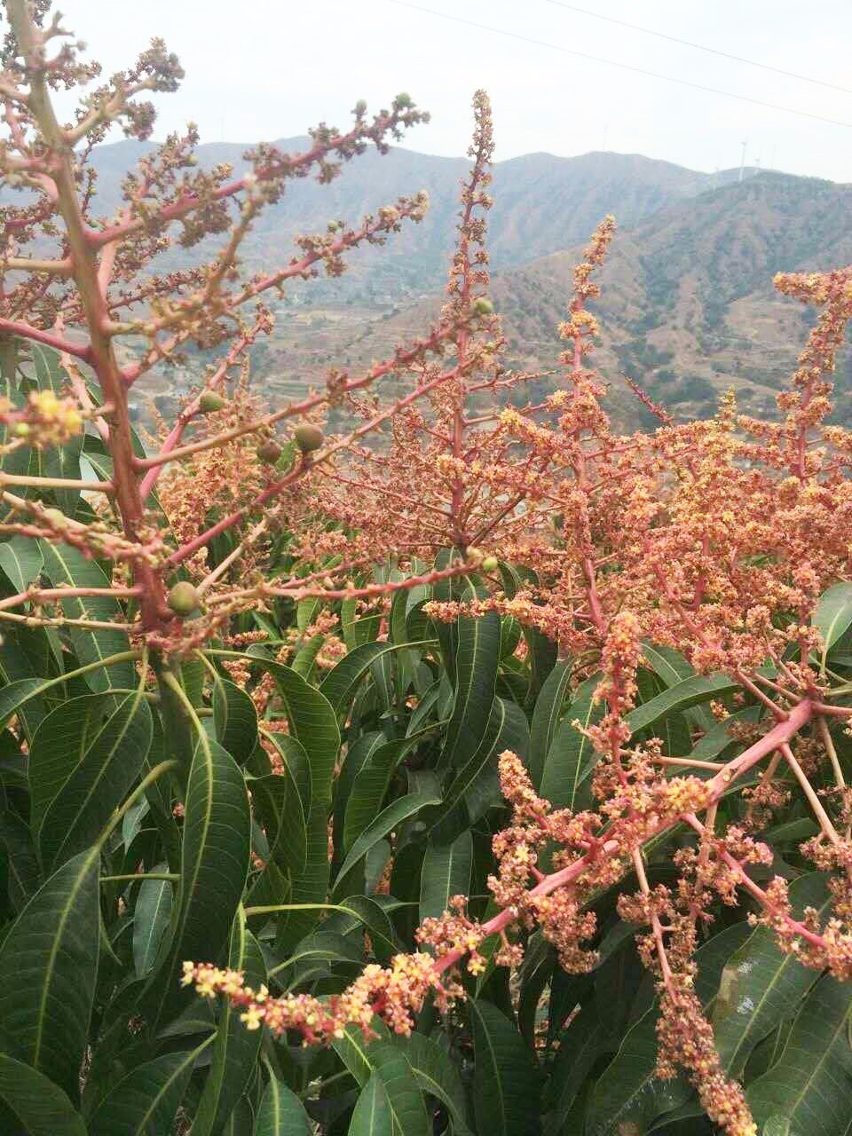 芒果花期常見病防治