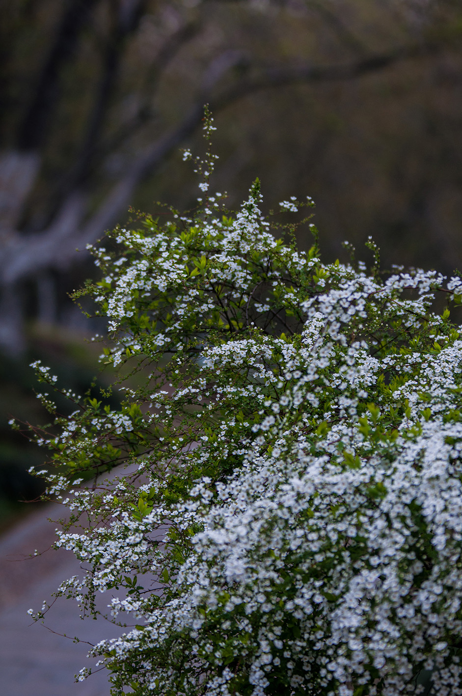 雪柳开花季节图片