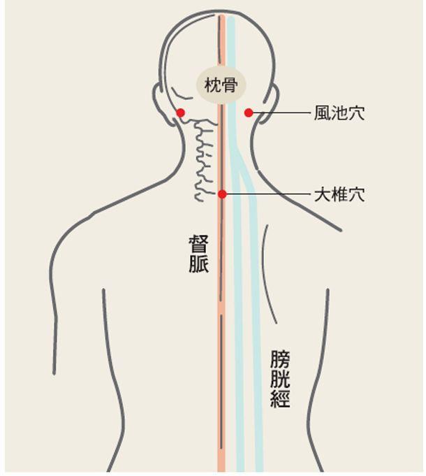 膀胱经和胆经的位置图图片