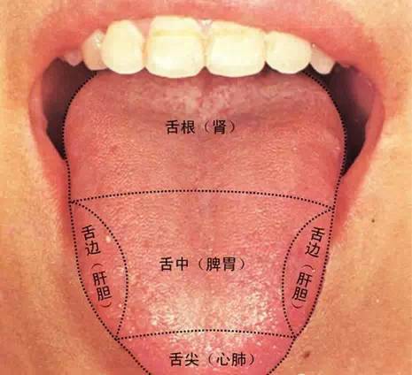 舌头分解图图片
