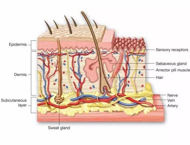 话题词汇2人体结构12真皮与表皮