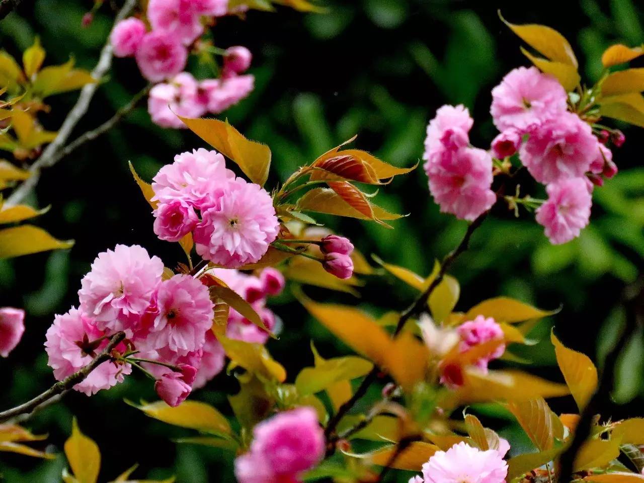 春天开放的十种花图片