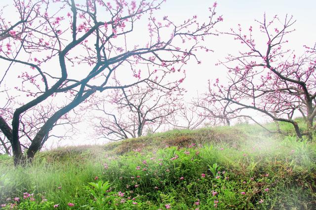 永安:竹林里声势浩大的桃花阵