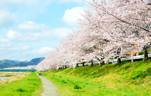 日本仙台樱花图片
