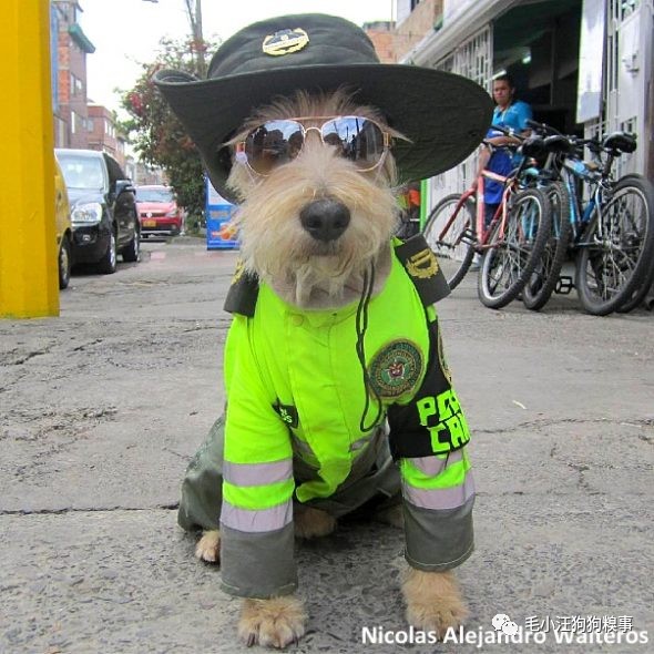 可怜流浪狗狗被警察蜀黎救助,从此竟成为最牛警犬