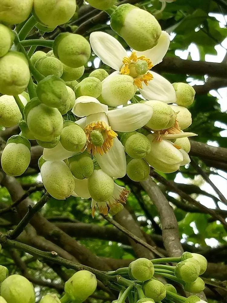 吃柚子的时候未到赏柚花的时候到了丹霞山沙田柚花美丽动人