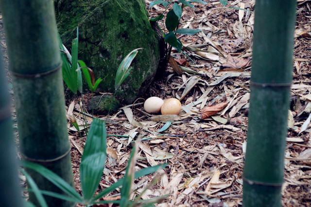 散落在竹林间的土鸡蛋▲农作归来的老人 图:青川摄协 潘志明养殖土鸡