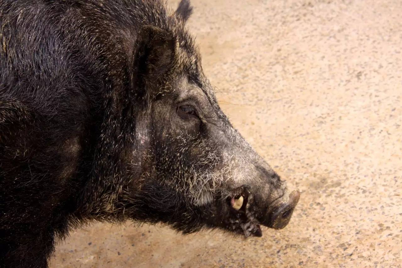这里的生态黑猪是一大特色,散圈养相结合,自然交配,生长周期为一年
