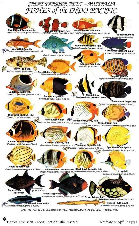 海洋生物全部名称大全图片