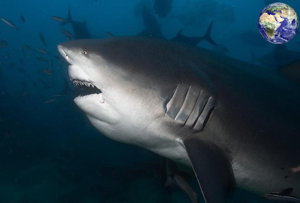 公牛鲨的环境适应能力非常的强,无论是海水还是淡水