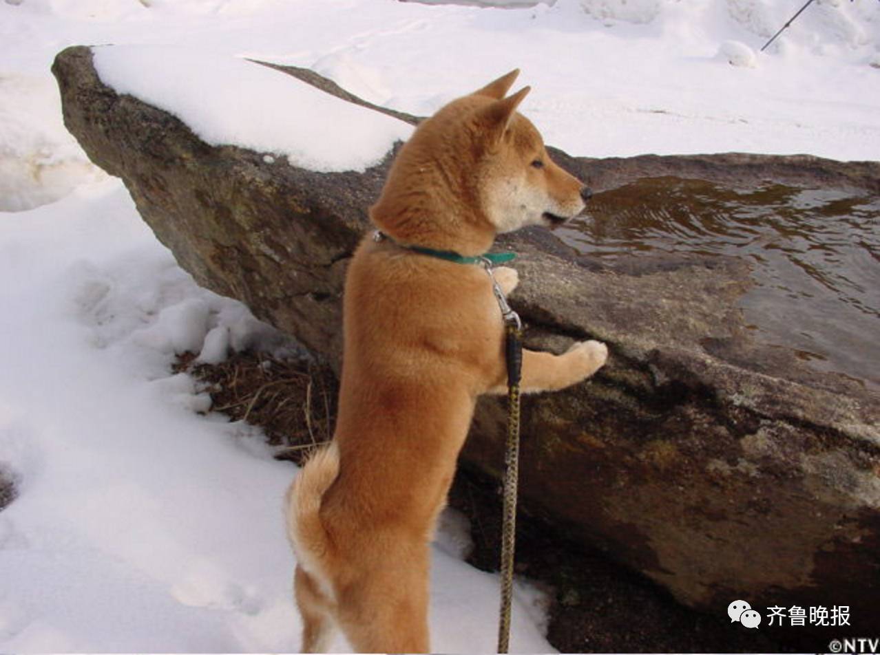 柴犬北登是怎么死的图片