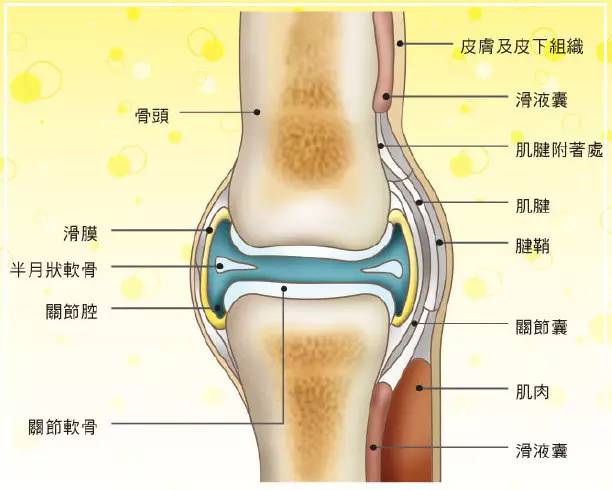 膝关节的位置图示图片