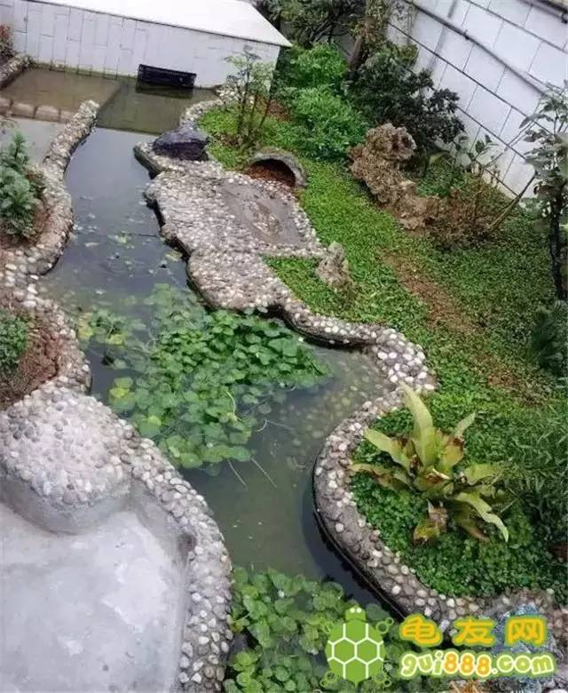 有种龟池叫别人家的龟池!