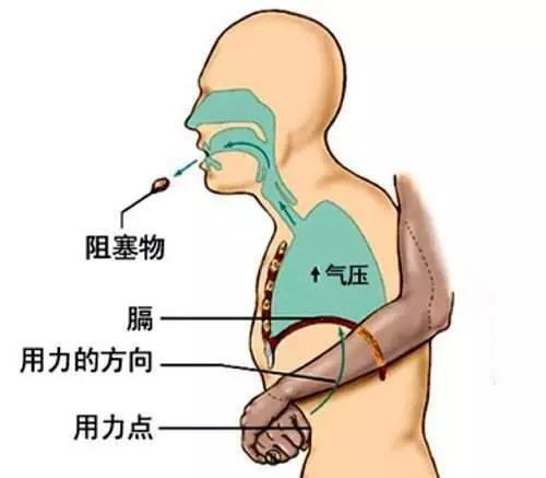 人体气道口和堵点图片