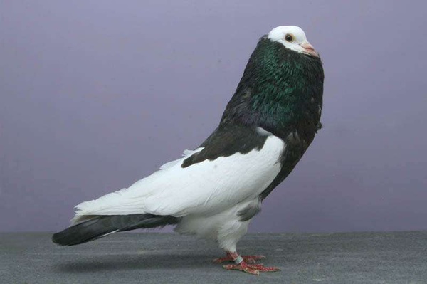 日本鸽子品种图片