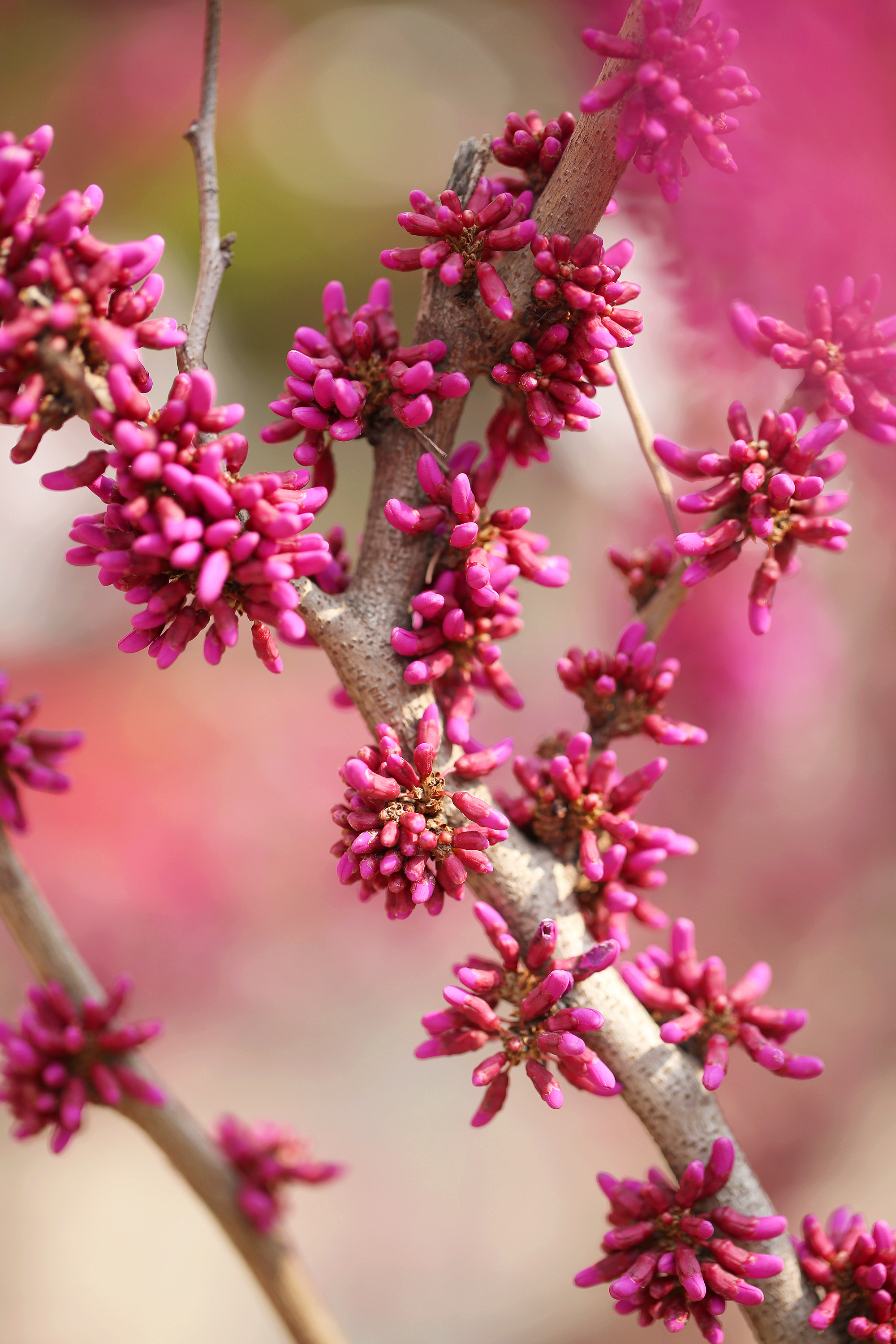 开一串串粉色花的树图片