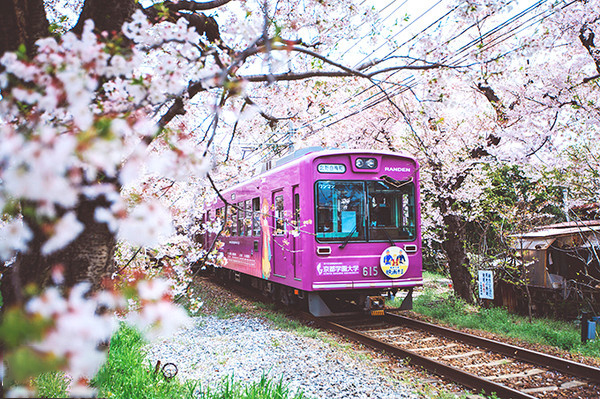 日本樱花火车图片唯美图片