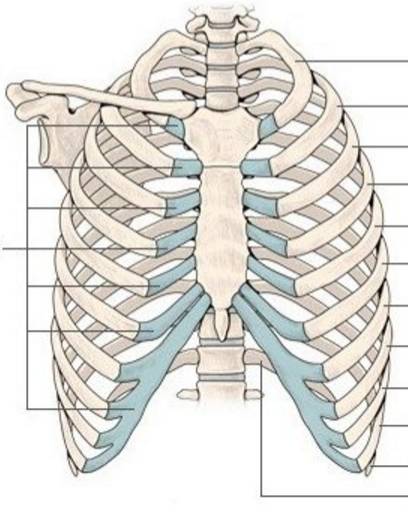 膈肌的胸肋三角图片