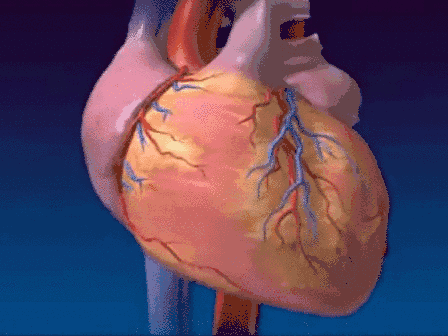 心脏跳动动态模拟图片