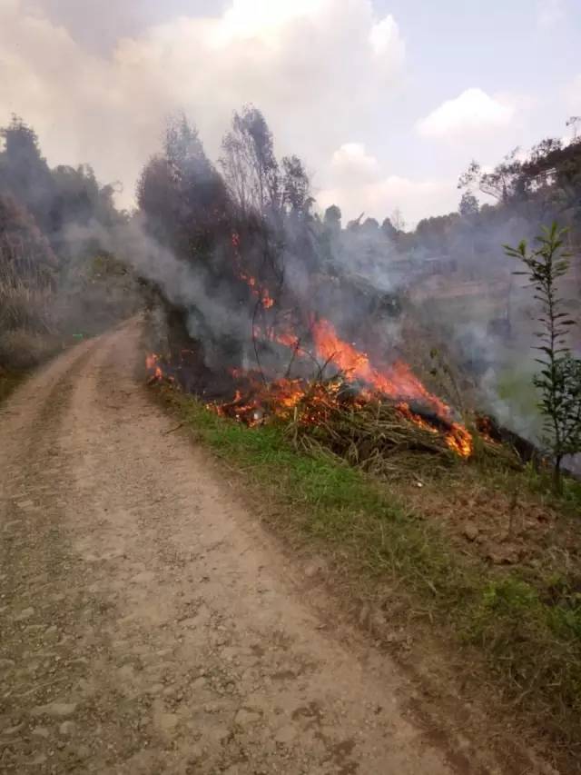 武胜唐家大山突发山林大火!