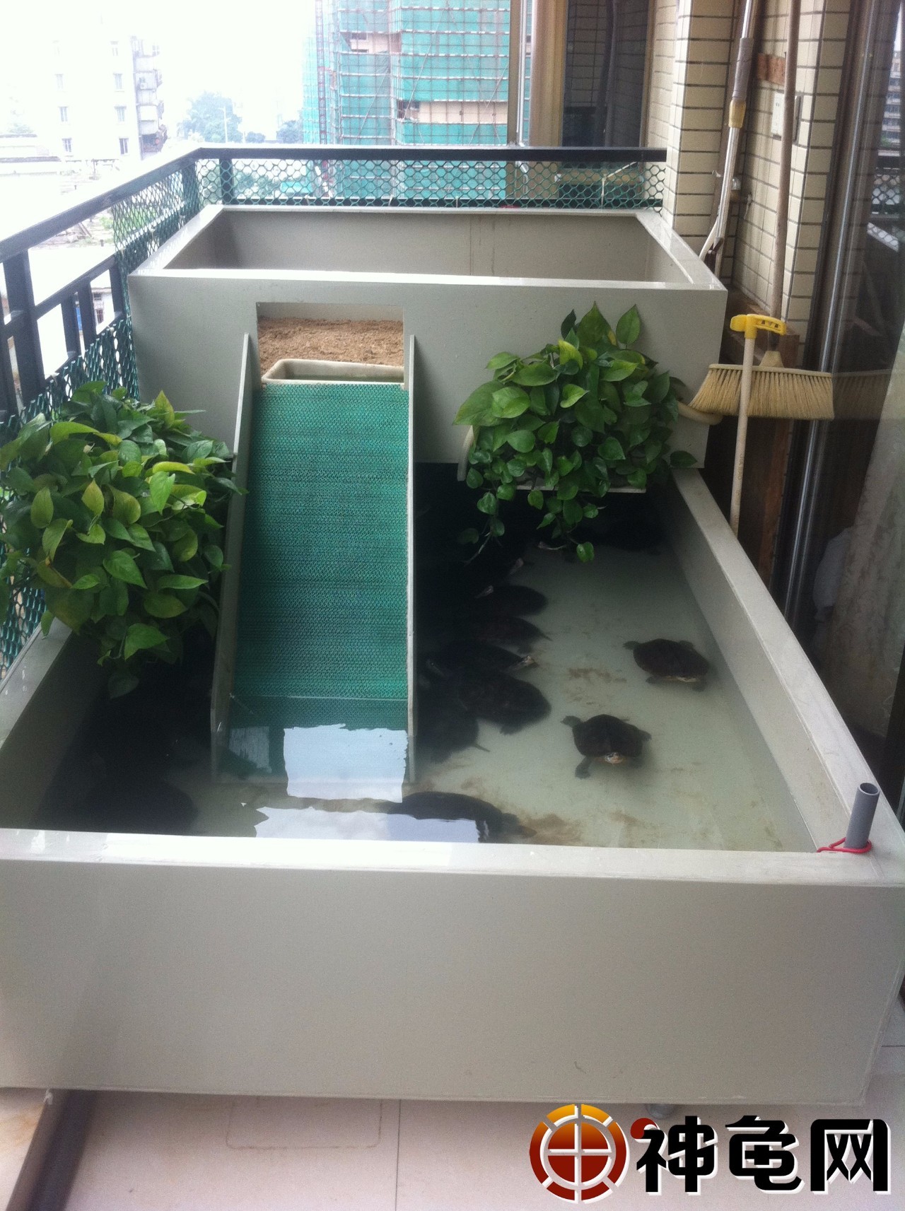 龟池建造术:家庭式小型阳台龟池建造详解